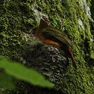 Cotinga ouette