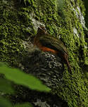 Cotinga ouette