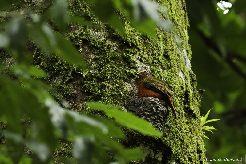 Guianan Red Cotinga