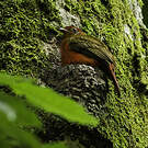 Cotinga ouette