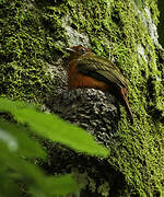 Guianan Red Cotinga