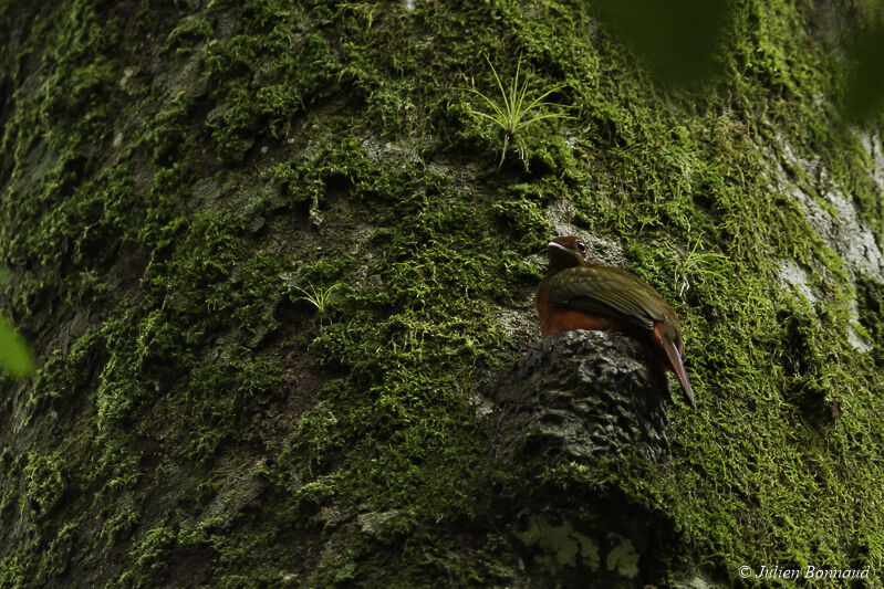 Cotinga ouette