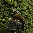 Cotinga ouette