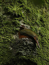 Cotinga ouette