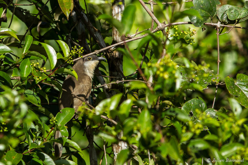 Dark-billed Cuckoo