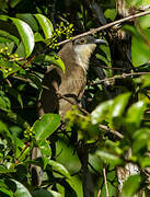 Dark-billed Cuckoo