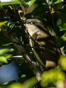 Dark-billed Cuckoo