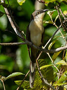 Dark-billed Cuckoo