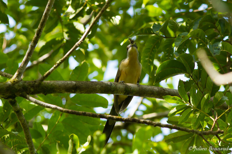 Dark-billed Cuckooadult, eats