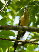 Dark-billed Cuckoo