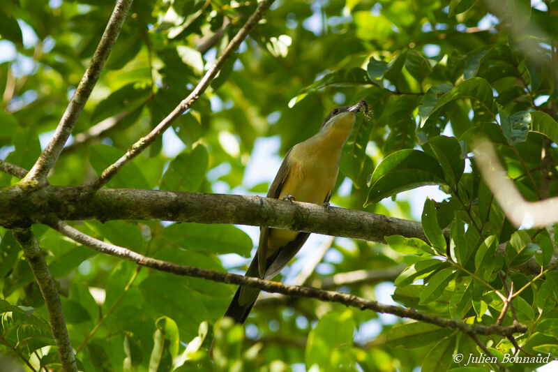 Dark-billed Cuckooadult, eats