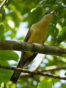 Dark-billed Cuckoo