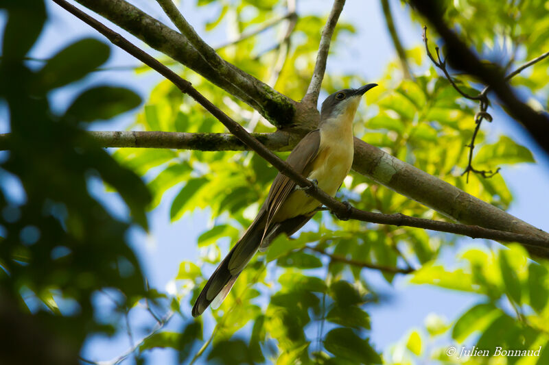 Dark-billed Cuckoo