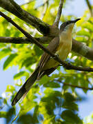 Dark-billed Cuckoo