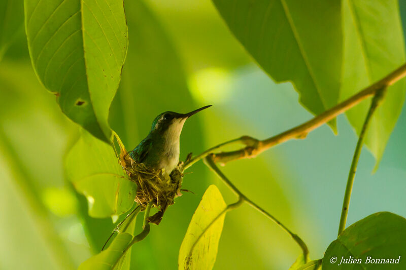 Blue-tailed Emerald female adult, Reproduction-nesting