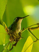 Blue-tailed Emerald