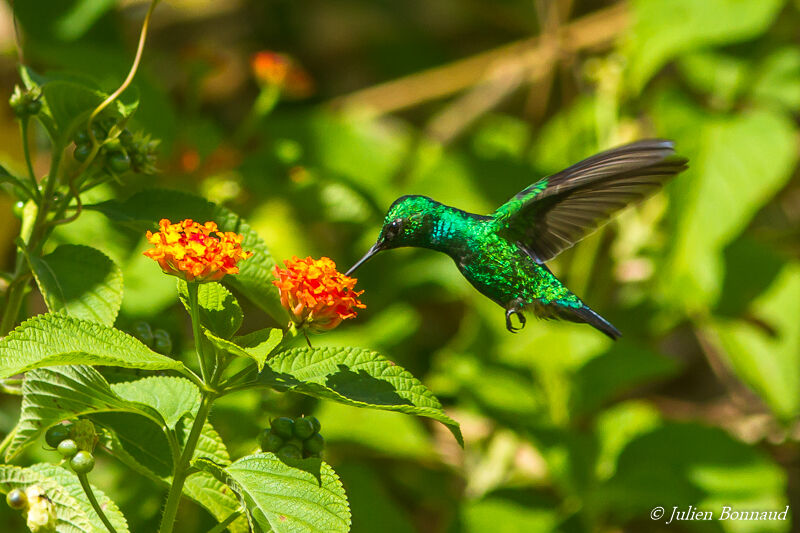 Blue-tailed Emerald male adult, eats