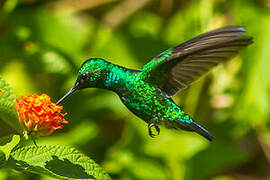 Blue-tailed Emerald