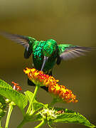 Blue-tailed Emerald