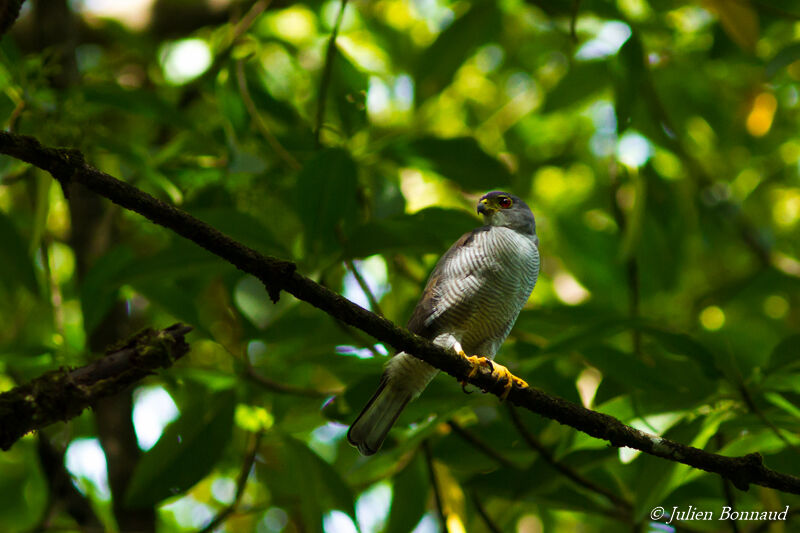 Tiny Hawk