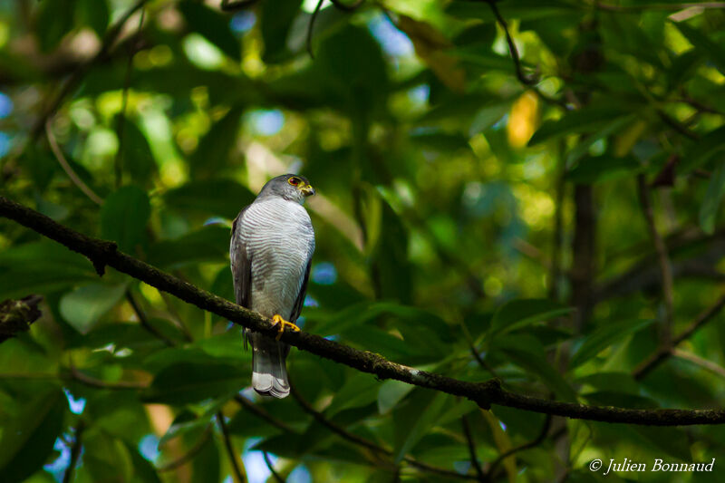 Tiny Hawk