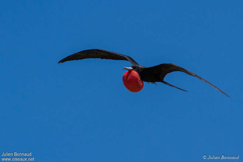 Magnificent Frigatebird male adult, Flight, courting display