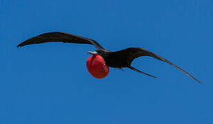 Magnificent Frigatebird