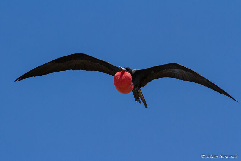 Magnificent Frigatebird