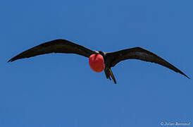 Magnificent Frigatebird