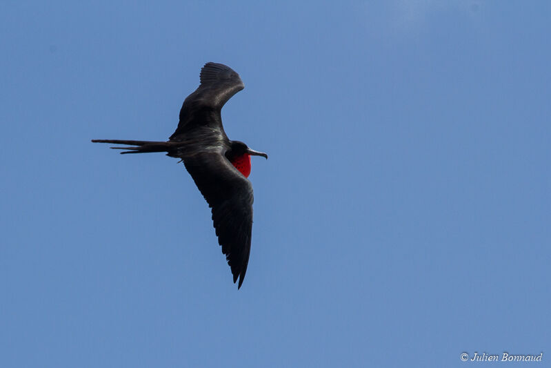 Magnificent Frigatebird