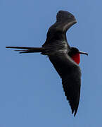 Magnificent Frigatebird