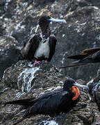 Magnificent Frigatebird