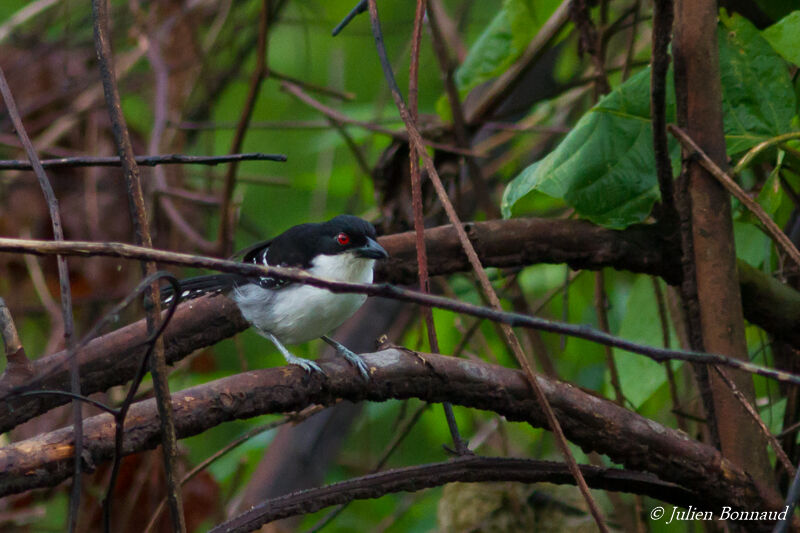 Great Antshrike male adult