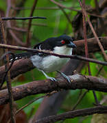 Great Antshrike