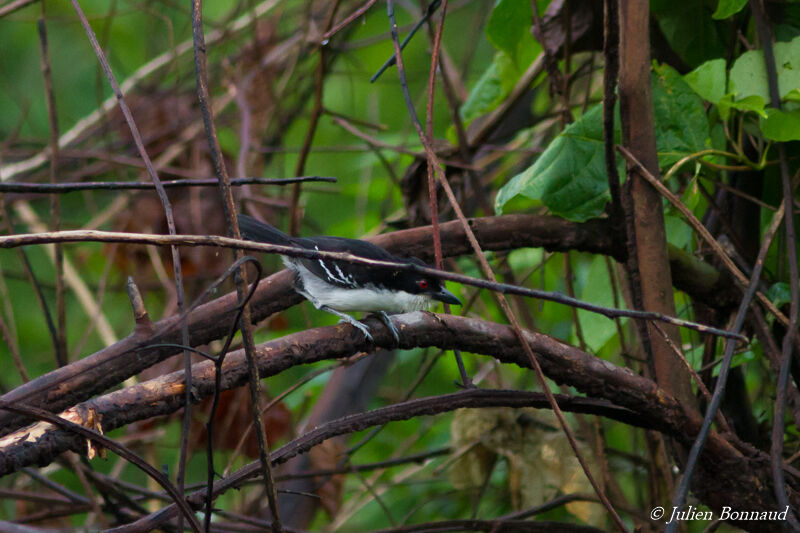 Great Antshrike