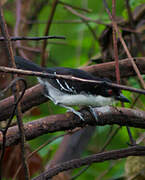 Great Antshrike