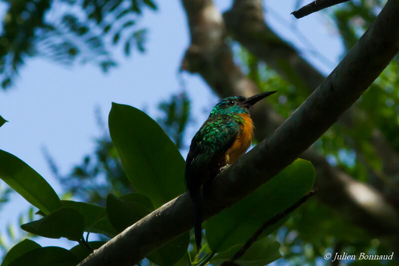 Great Jacamar