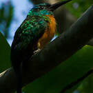 Grand Jacamar