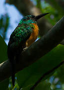 Great Jacamar