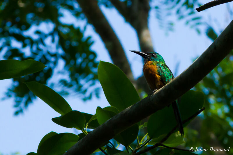 Great Jacamar