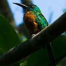 Grand Jacamar