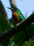 Great Jacamar