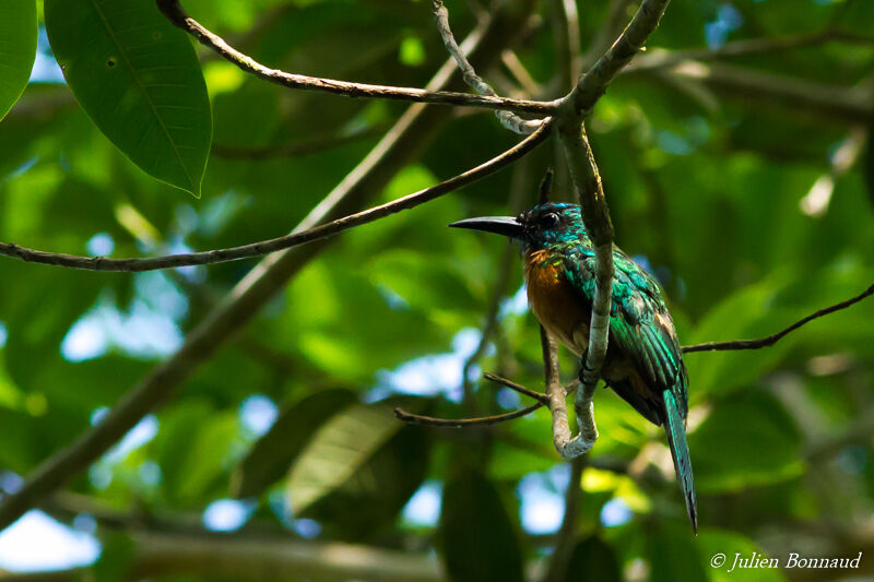 Great Jacamar