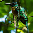 Grand Jacamar