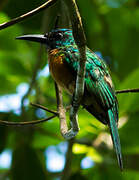 Great Jacamar