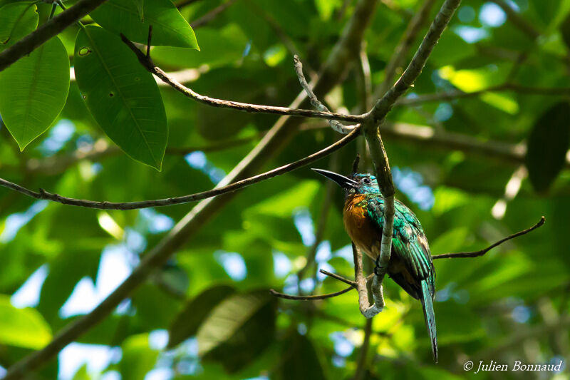 Great Jacamar