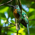Grand Jacamar