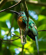 Great Jacamar