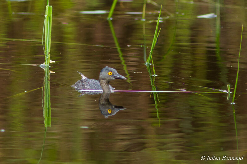 Least Grebe