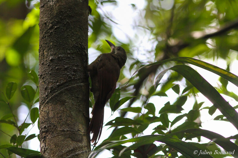 Red-billed Woodcreeper